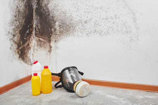 Best Mold Remediation  in Butler, OH
