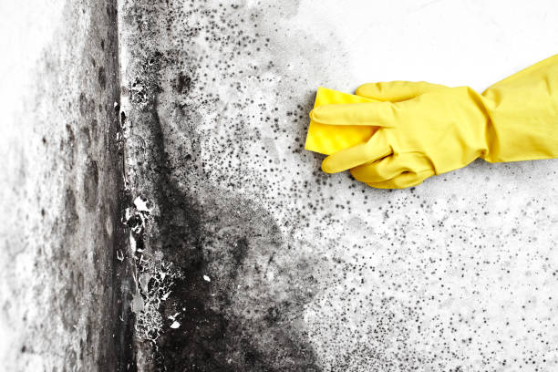 Best Attic Mold Removal  in Butler, OH