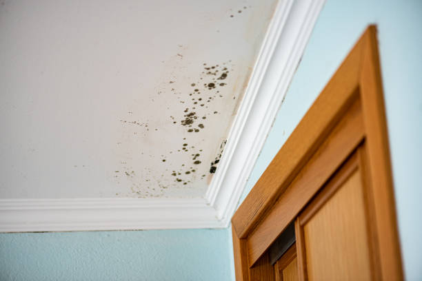 Best Professional Mold Removal  in Butler, OH