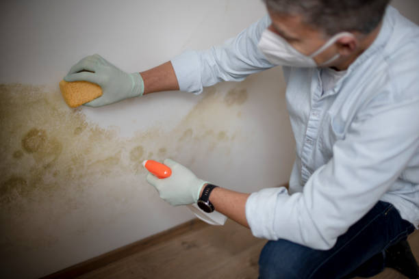 Best Mold Removal Near Me  in Butler, OH