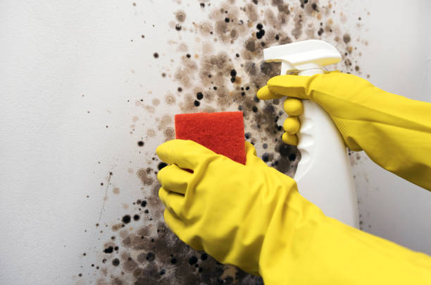 Best Best Mold Removal Companies  in Butler, OH