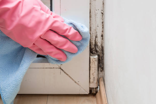 Best Toxic Mold Removal  in Butler, OH