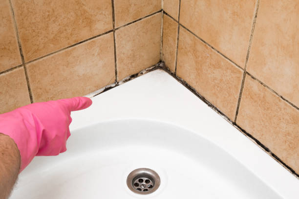 Best Professional Mold Removal  in Butler, OH